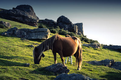 Horse grazing on field against sky