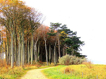 Trees on landscape against clear sky