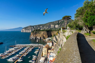 A seagull flying from the gardens of villa fondi de sangro, piano di sorrento, campania, italy