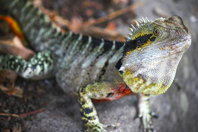 Close-up of lizard on rock