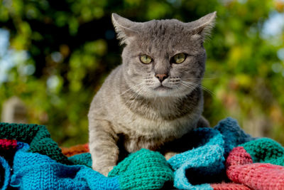 Close-up portrait of tabby cat