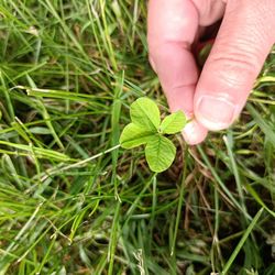 High angle view of hand holding small plant growing in field