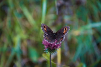 Close-up of butterfly pollinating on purple flower