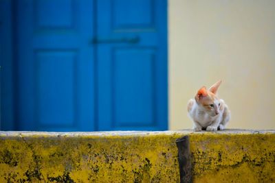 Close-up of cat on wall