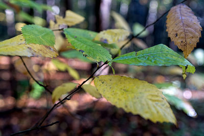 Close-up of fresh green leaves on plant