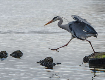 High angle view of gray heron perching on lake