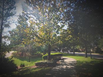 Trees in park against sky