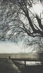 Road passing through bare trees