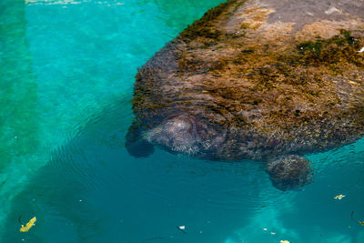 High angle view of turtle swimming in sea