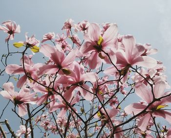 Close-up of pink cherry blossoms against sky