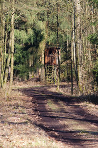 Horse in forest