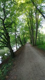 View of trees in forest