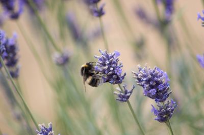 Close-up of bee pollinating on lavender