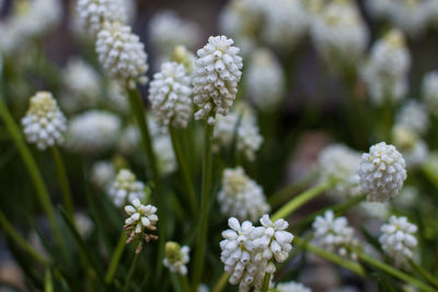 Close-up of flowers blooming outdoors