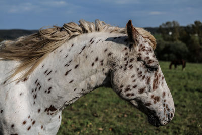 Close-up of a horse on field