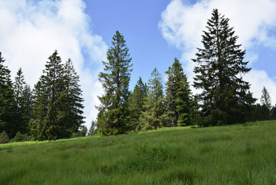 Trees on field against sky