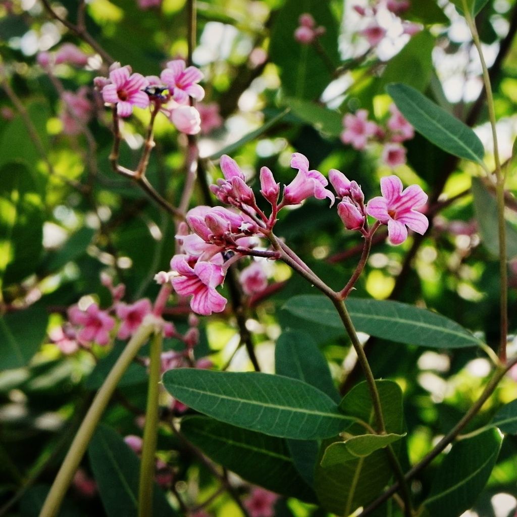 flower, growth, freshness, pink color, leaf, fragility, beauty in nature, nature, focus on foreground, plant, close-up, petal, branch, blooming, pink, tree, outdoors, day, blossom, stem