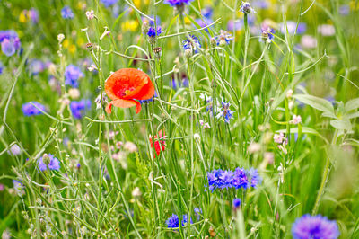 Close-up of purple flowering plants on field