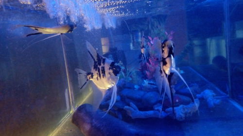 Fish swimming in aquarium
