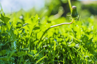 Close-up of fresh green plant in field