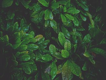 Full frame shot of wet leaves