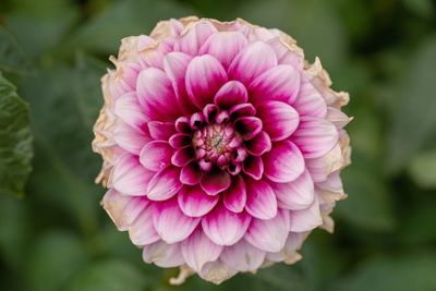 Close-up of pink dahlia flower