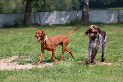 Dogs running on grassy field