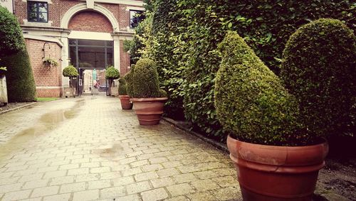 Potted plants in garden