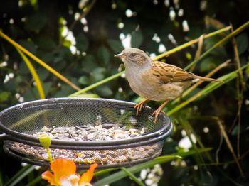 Close-up of bird perching on feeder