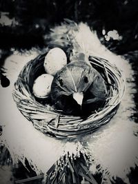 High angle view of bird