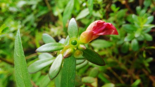 Close-up of pink flower blooming outdoors