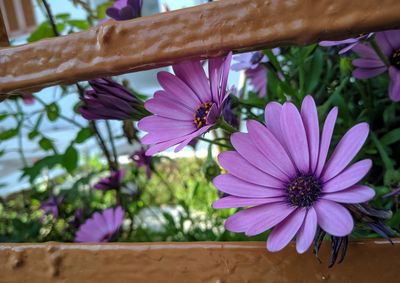 Close-up of pink flowering plant