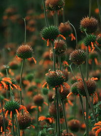 Close-up of purple flowering plants on field