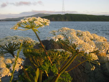 Close-up of plants by sea against sky