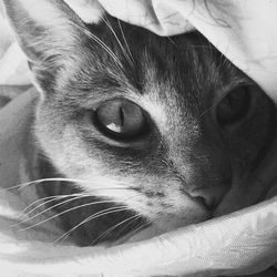 Close-up portrait of cat