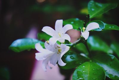 Close-up of flowers blooming outdoors