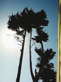 Low angle view of silhouette tree against clear sky