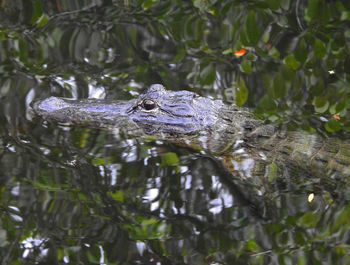 Lurking alligator in the everglades