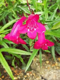 Close-up of pink flowers