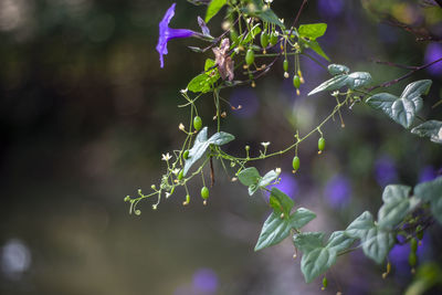 Close-up of purple flowering plant