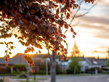 Close-up of autumn tree against sky during sunset