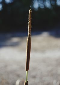 Close-up of snow on land