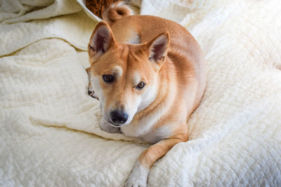 Close-up portrait of dog on bed