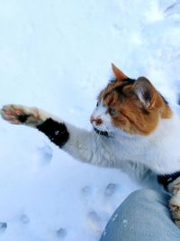 Cat on frozen during winter