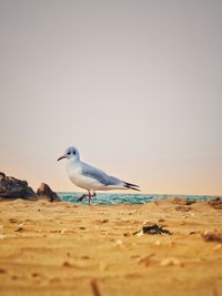 Seagull on beach