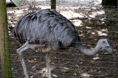 View of bird in zoo