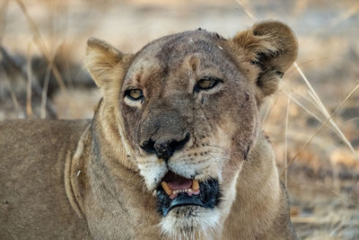 Close-up of lioness