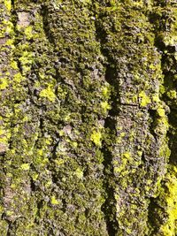 Close-up of moss growing on tree trunk