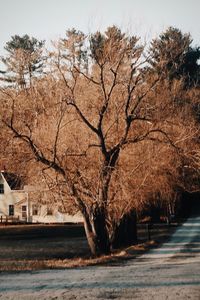 Bare trees by river against sky during autumn