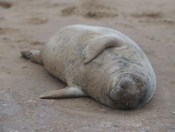 Close-up of animal sleeping on sand